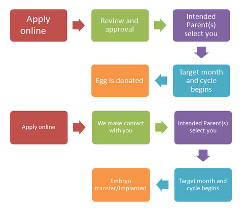 Egg Donor / Surrogate Applications