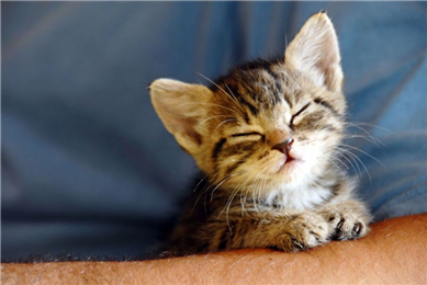 Why do cats do that?