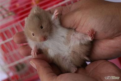 8 Signs To Know Your Hamster Is Sick - Care Corner