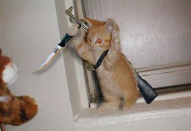 How to Know If your Cat is trying To Kill You? Survive Felines! -1 ...