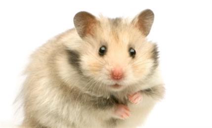 How To Choose A Pet Hamster - Care Corner