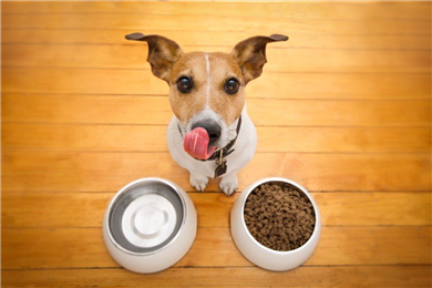 Dog Foods