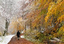 Fall Vs Winter : Which One Is More Picturesque ? in Chicago,IL