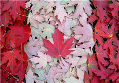 Canada Launches Startup Visa program in Atlanta,MI