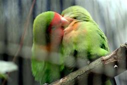 Valentine's Day - Symbol Of LOVE in Bellevue,WA