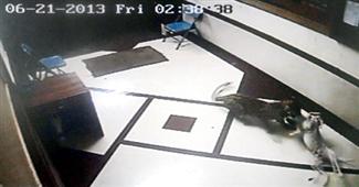 A Leopard Sneaks Into a Mumbai Apartment and Hauls Away a Pet Dog in New York,NY