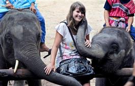 Tourists in Jaipur at the threat of ‘Zoonotic  diseases’ - Horrors of elephant tourism in New York,NY