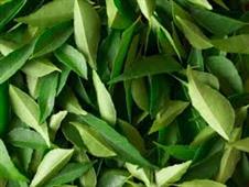 Karuveppilai Thogayal or Curry leaves Thogayal in New York,NY