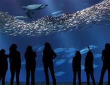 Your Trip to San Francisco  in New York,NY