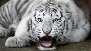 Stunned Big Cats: Student Jumps Into Tigers’ Enclosure at Zoo in New York,NY