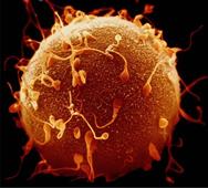 Fertility Clinic In Mumbai Charged For ‘Unethical’ Advertisement in New York,NY