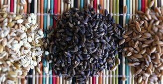 Traditional Food: Eating For Gut Or Seeding Audism? in Austin,TX