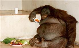 Crash Diet Is The Way To Shed Fat, But The Urge To Binge? in Atlanta,IL