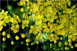 Vishukkani - Vishu Celebrations