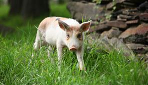 Seattle In Summer - 3 in Renton,WA