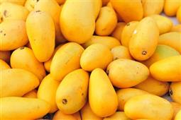 Top 5 Benefits Of Mangoes - Go Mango! in Salem,MA