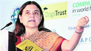 “Slaughter Trade Helps Terrorism”, Says Maneka Gandhi in New York,NY