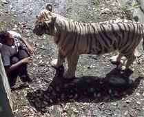 ‘Killer’ White Tiger Remains Under Observation in New York,NY