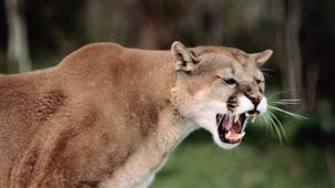 Mountain Lion Attacks A 6-Year-Old Boy In California in New York,NY