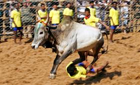 “Holy Cow”, Is it really ‘Mattu Pongal’ ? in New York,NY