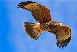 Watch the talons: Wild, Free-flight of raptors at Arizona Desert Museum in Tucson,AZ