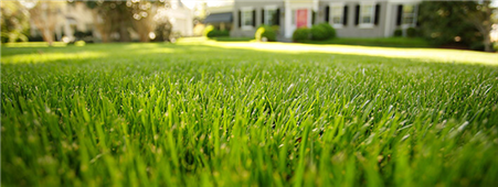 Tips to maintain a spring lawn in Minnesota, MN