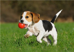 7 Things to Think About Before Adopting a Pet in Louisiana, LA