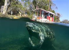 300 Manatees & Three Sisters Springs: Florida’s Wildlife Park Closes in Everglades City,FL
