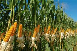 Canada suspends Corn imports from India! Deemed unfit even for livestock feed! in Vancouver,BC