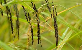 Blood on Makar Sankranti over forgotten rice grains in New York,NY