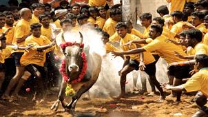Is Student’s spirit on Jallikattu protest was maligned by political forces? in New York,NY