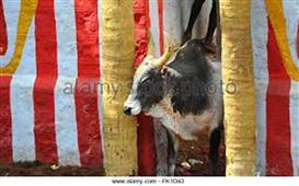 JalliKattu – Tamilian Sport in New York,NY