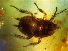 Indian doctor removes live cockroach from woman’s skull in New York,NY
