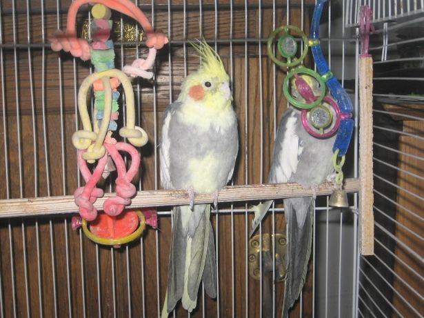 Окрас попугаев корелла мальчиков. Попугай корелла. Корелла. Жемчужная корелла. Корелла арлекин.