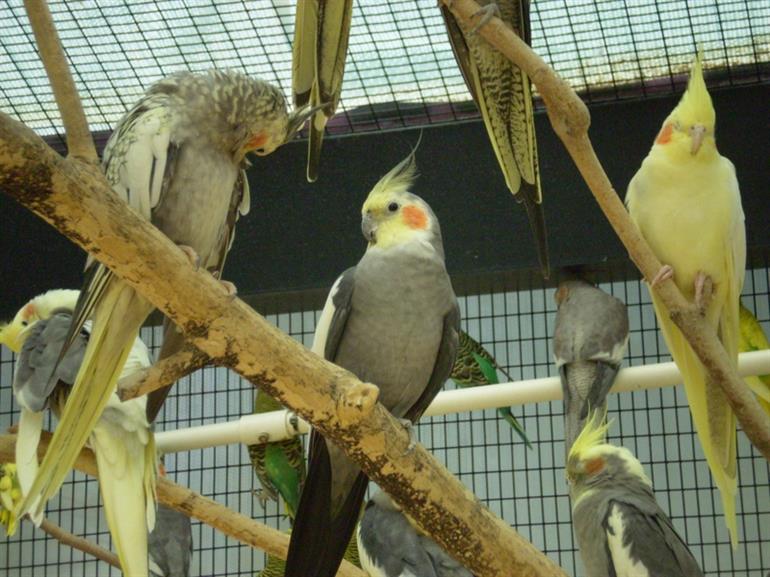 difference of a cockatiel vs cockatoo