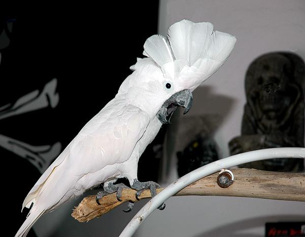 sulfur crested cockatoo screaming