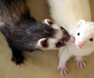 7 Important Considerations Before Buying A Ferret - Care Corner
