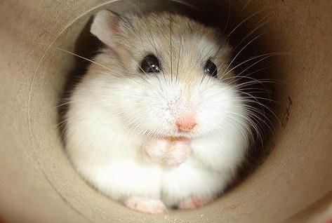 hamster adoption centers near me