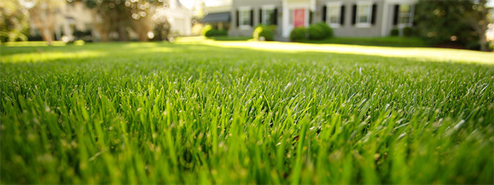 Tips to maintain a spring lawn
