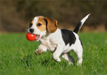 7 Things to Think About Before Adopting a Pet