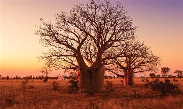 Courting with wilderness in Louisiana, LA
