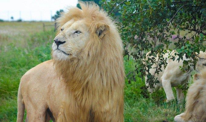 10 travel safety tips on a trip to Africa in Louisiana, LA