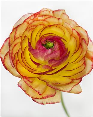 Wendell Design Group Florist in Apache Junction, AZ