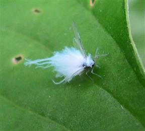 Cantura Pest And Termite Control LLC in Mesquite, TX