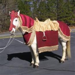 Dead Broke Farm in Raleigh, NC