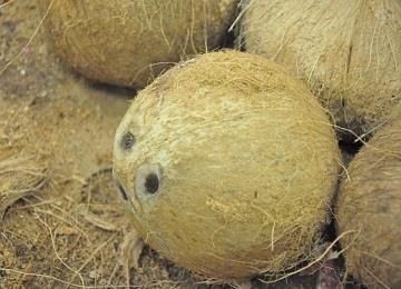 Coconut Hill Indian Grocery in Sunnyvale, CA