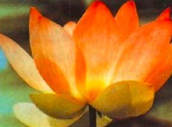 Ayurvedic Medicine And Classical Yoga Therapy in Boulder, CO