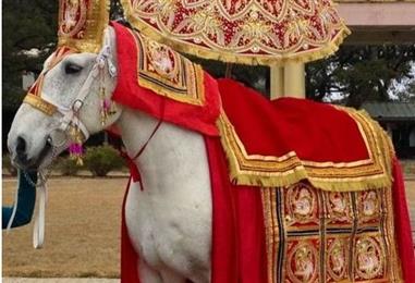 Angeli Carriages in Austin, TX