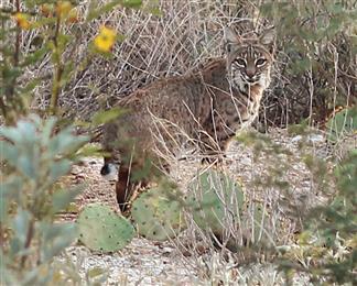 Brainfood Industries in Phoenix, AZ