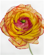 Wendell Design Group Florist in Phoenix, AZ